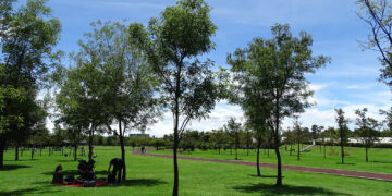 Reforestamos México impulsa agenda verde desde el programa “Ciudad Árbol del Mundo”