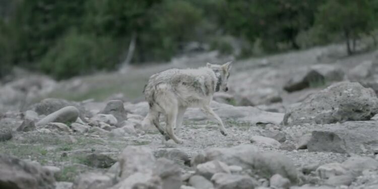 TRAS MEDIO SIGLO DE AUSENCIA, EL LOBO MEXICANO REGRESA A LA SIERRA MADRE OCCIDENTAL