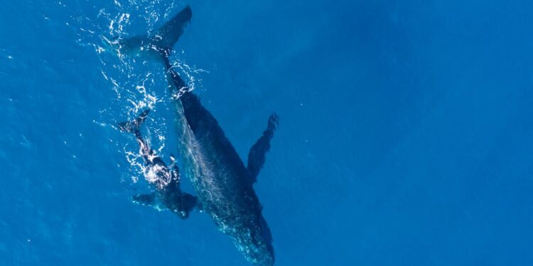 Ballenas del Golfo de California obtienen medidas cautelares: jueza ordena que no entren los buques metaneros del Proyecto Saguaro al Golfo de California hasta que se emita una sentencia final