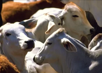 ROMPE GUSANO BARRENADOR DEL GANADO BARRERA DE LOS 20 ESTADOS CON CASOS ACTIVOS