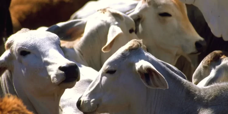 ROMPE GUSANO BARRENADOR DEL GANADO BARRERA DE LOS 20 ESTADOS CON CASOS ACTIVOS