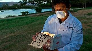 Alertan por presencia de gusano barrenador en Zacatecas