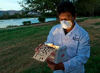 Alertan por presencia de gusano barrenador en Zacatecas