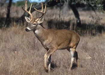 Ganadería cinegética crece, pero enfrenta riesgos sanitarios en el noreste