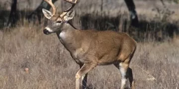 Ganadería cinegética crece, pero enfrenta riesgos sanitarios en el noreste