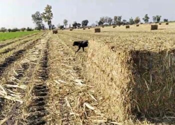 Auguran buena cosecha de sorgo forrajero en Acuña