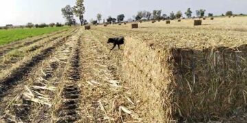 Auguran buena cosecha de sorgo forrajero en Acuña