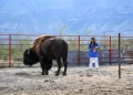 El regreso del bisonte a México: de 23 ejemplares a un modelo de restauración ecológica