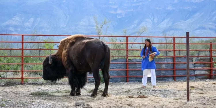 El regreso del bisonte a México: de 23 ejemplares a un modelo de restauración ecológica