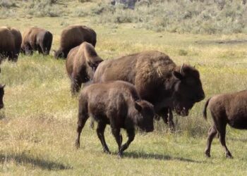 Nacen los primeros bisontes en Cuatro Ciénegas tras regreso histórico de la especie