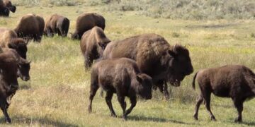 Nacen los primeros bisontes en Cuatro Ciénegas tras regreso histórico de la especie