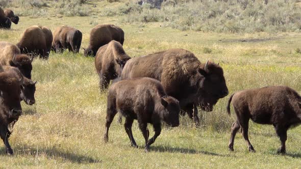 Nacen los primeros bisontes en Cuatro Ciénegas tras regreso histórico de la especie