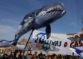 CIUDAD DE MÉXICO, 29ENERO2025.- Activistas de la coalición #ballenasogas  se manifestaron para exigir justicia para frenar el proyecto saguaro. El recorrido inicio en el Palacio de Bellas Artes y terminó en el Zócalo capitalino. 
FOTO: GRACIELA LÓPEZ/CUARTOSCURO.COM
