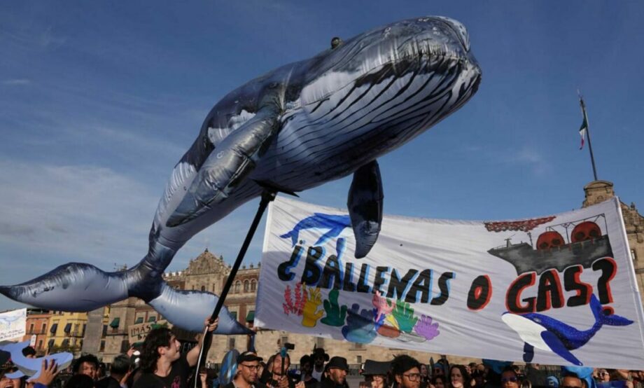CIUDAD DE MÉXICO, 29ENERO2025.- Activistas de la coalición #ballenasogas  se manifestaron para exigir justicia para frenar el proyecto saguaro. El recorrido inicio en el Palacio de Bellas Artes y terminó en el Zócalo capitalino. 
FOTO: GRACIELA LÓPEZ/CUARTOSCURO.COM
